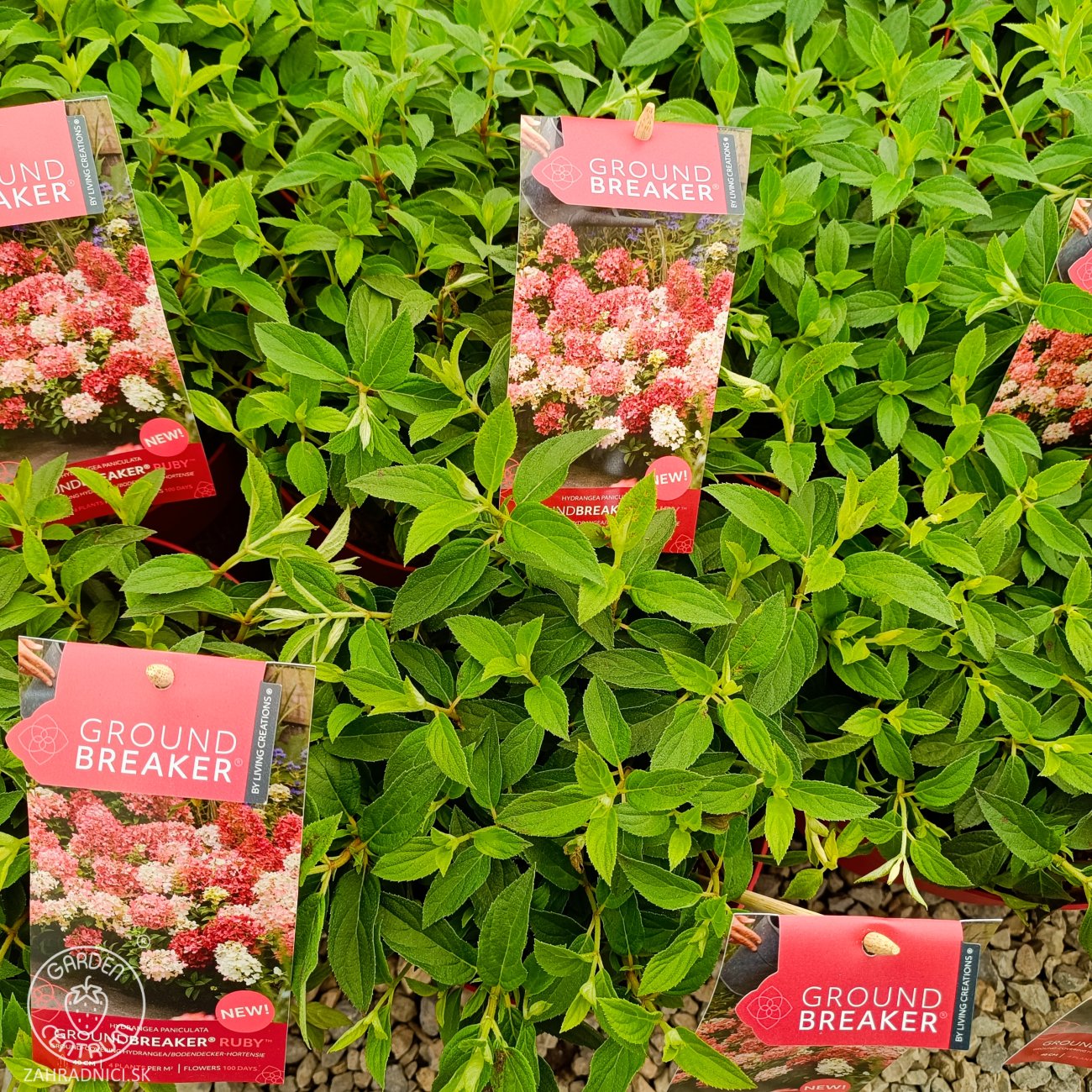 Obrázok Hortenzia metlinatá (Hydrangea paniculata) ´GROUNDBREAKER® RUBY´ by LIVING CREATIONS®´ - výška 10-20 cm, kont. C3L